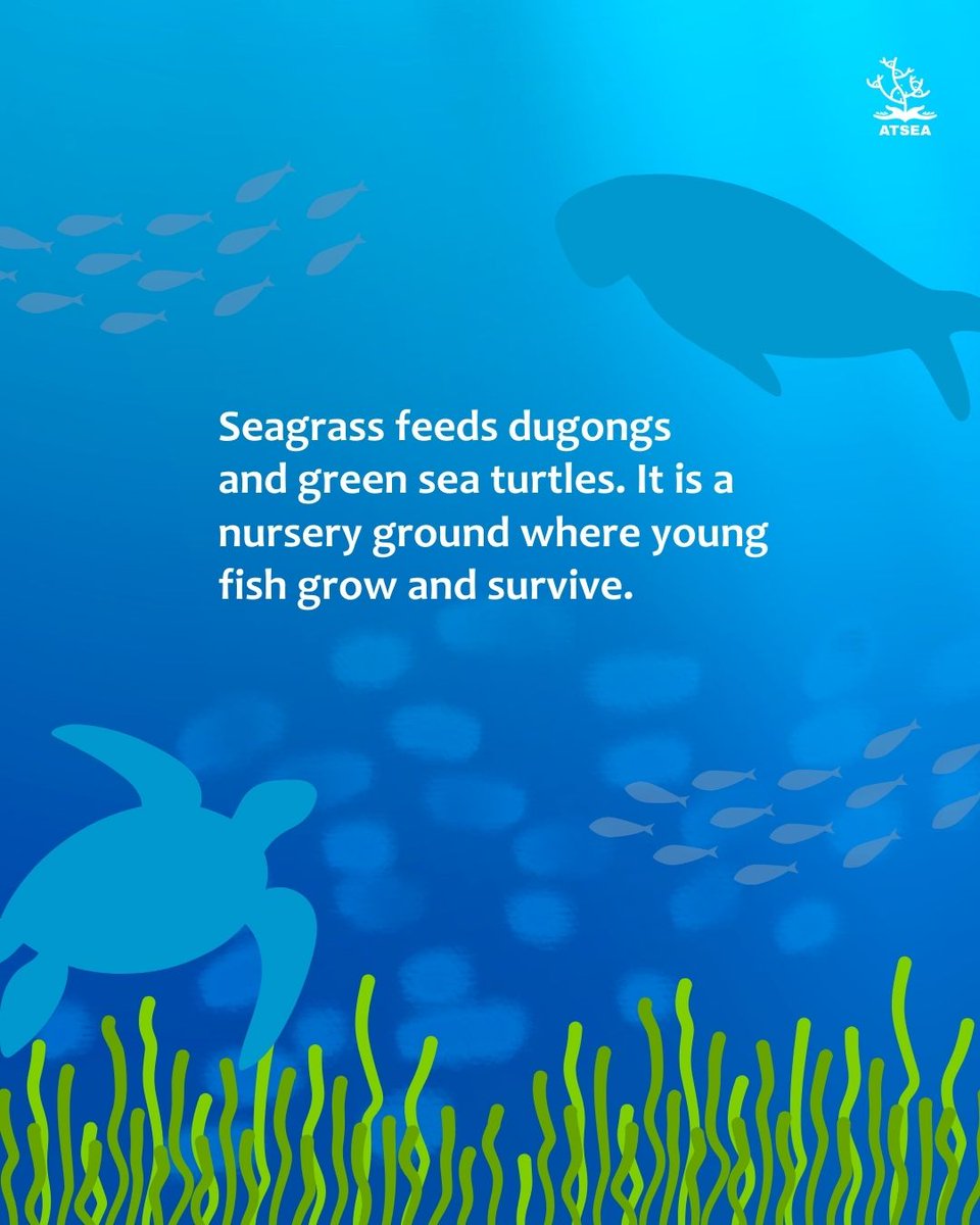 ProgramAtsea's tweet photo. Seagrass may grow quietly, but it supports climate stability, protects coastlines, sustains fisheries, and feeds dugongs🌿

ATSEA works with partners to strengthen Dugong &amp; Seagrass conservation across the region.

#worldseagrassday https://t.co/LwmkoHlvSO
