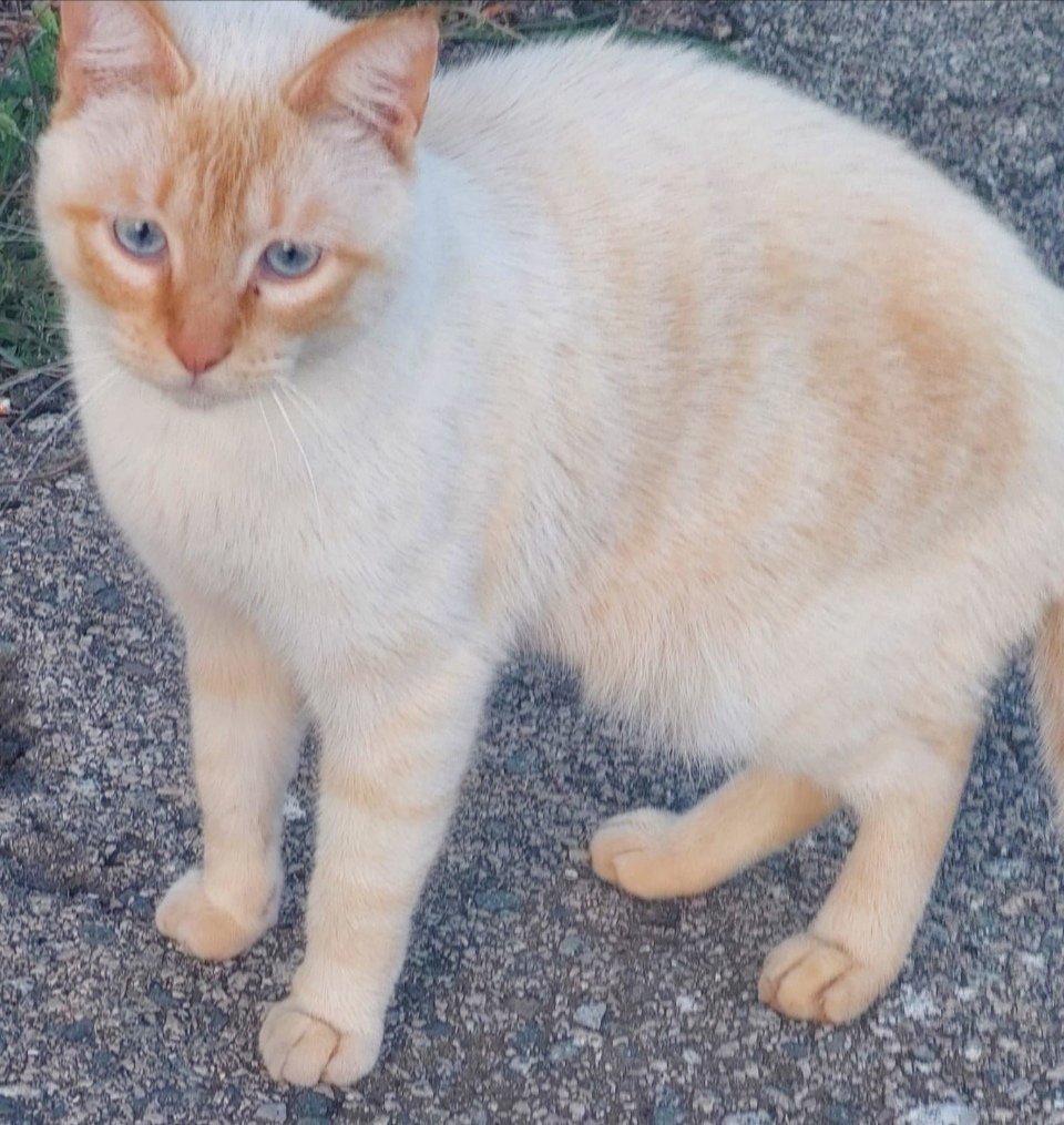 Animals del Maresme 🐾 tweet media