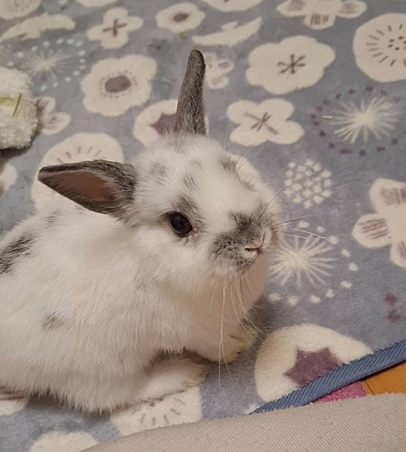Mone_no_ane's tweet photo. #ベビちゃん エニお迎え1ヶ月🥳
🐰ちょっとだけお姉しゃんのかおになったのよ！
猛ダッシュで家族の足元を駆け回るかわいいベビちゃんです❤️ https://t.co/70efE3Pi4l