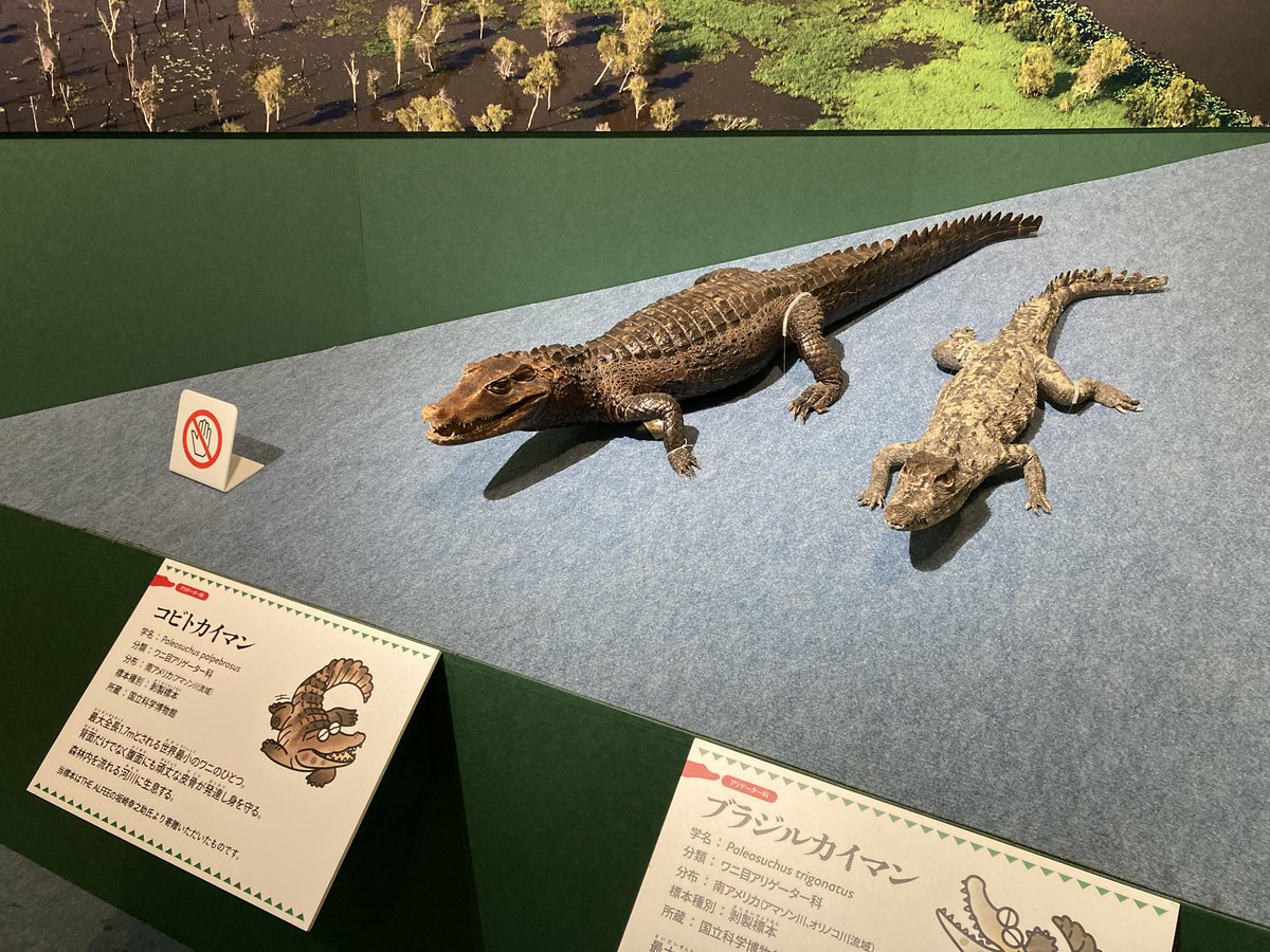 今日までのワニ展に行きたかったんだ🐊 THE ALFEEの坂崎幸之助さんが科