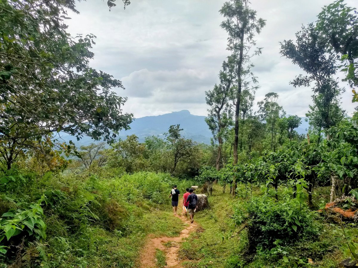 AnOccTraveler's tweet photo. My body is in the city, but my soul stayed somewhere on that mountain. ⛰️☁️ Take me back.
#trek #ChembraPeak #wayanad https://t.co/d8YiA82KxT