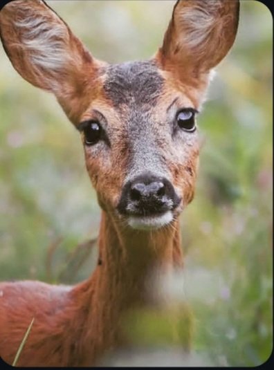 TrendyMill8's tweet image. Art is built layer by layer. ✍🏽
Would you frame this? 👑#PencilPortrait
#AfricanArt
#SketchProcess
#WildlifeArt
#ModernAfricanArt