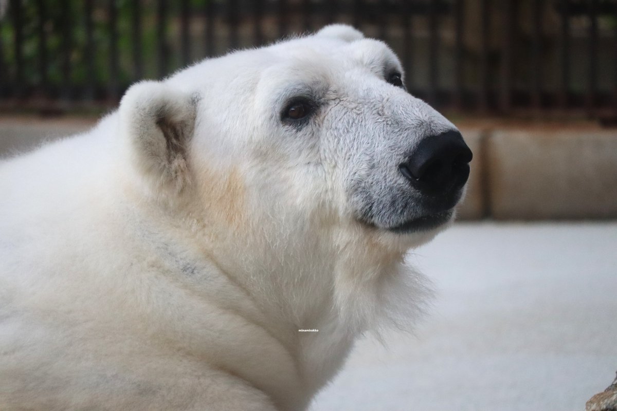 やさしいお顔のぴーちゃん♡

#ホッキョクグマ #ピース #とべ動物園 #polarbear #tobezoo