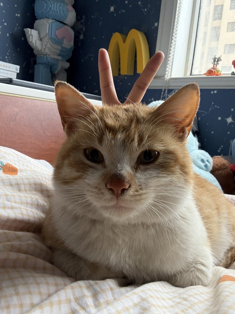 土豆泥泥面 tweet media