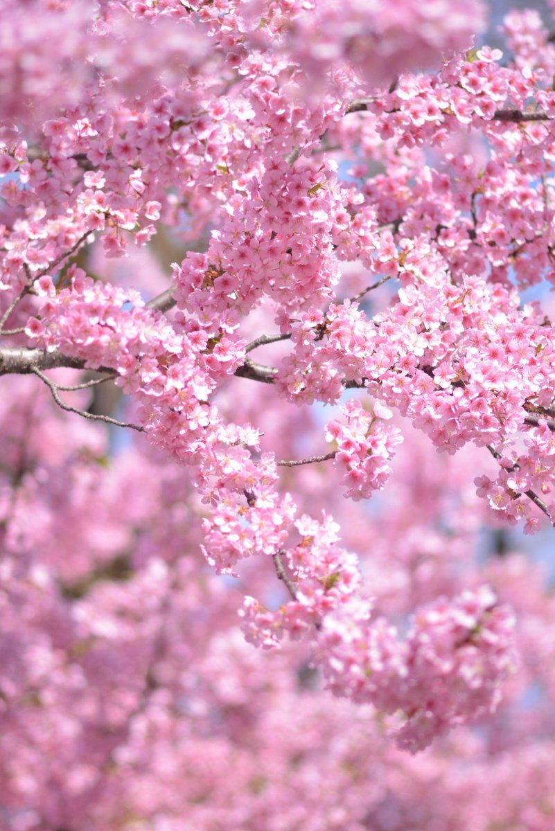 鈴木です。 tweet media