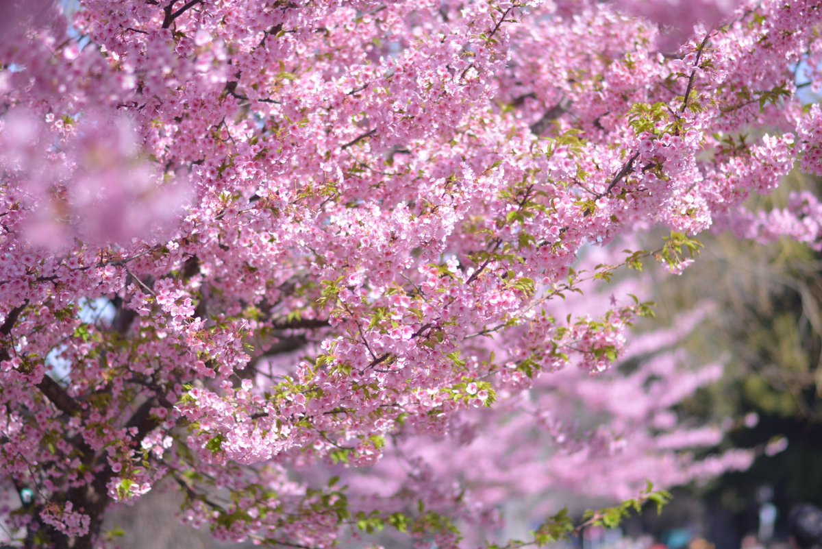 鈴木です。 tweet media