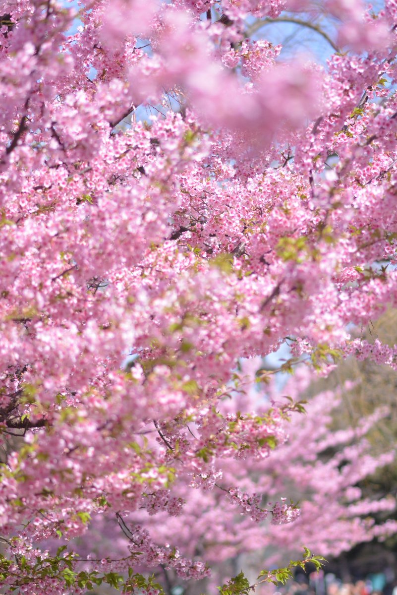 鈴木です。 tweet media