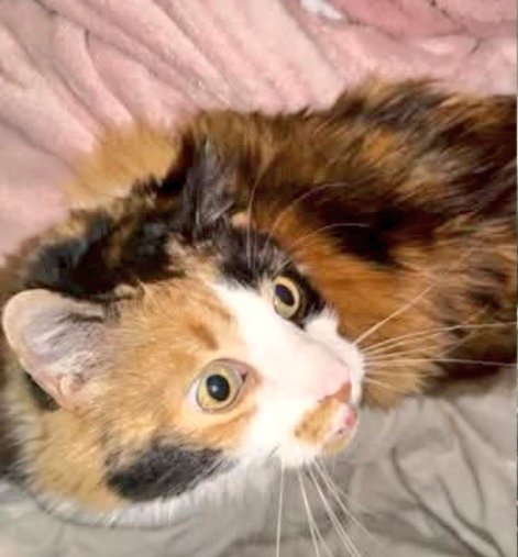 Animals del Maresme 🐾 tweet media