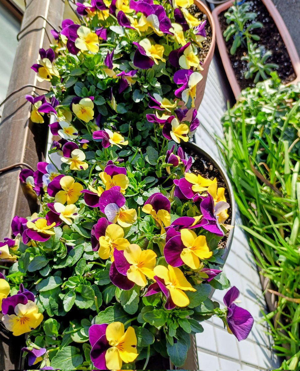 二株だけやっと成長してくれた桜草と鉢いっぱいに大きくなったビオラ