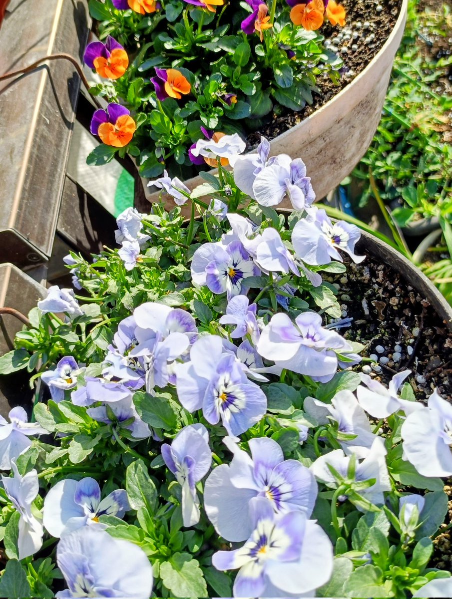 二株だけやっと成長してくれた桜草と鉢いっぱいに大きくなったビオラ