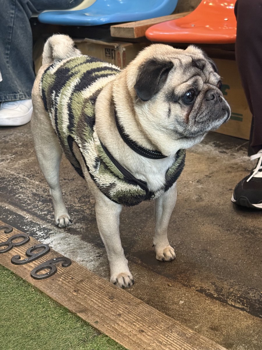 9689coffeeでパグたちと遊んできた🐶 いつもは泡盛が膝に乗ってきて