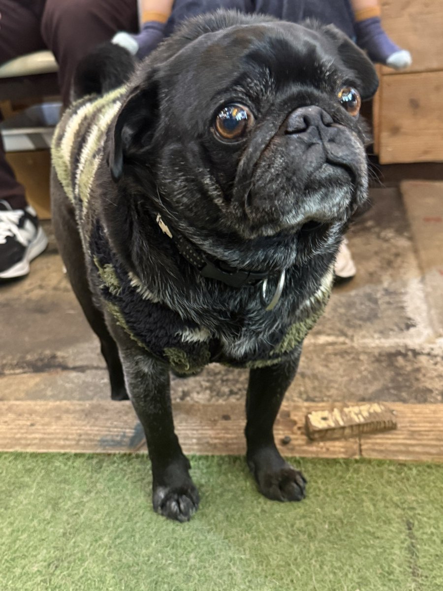 9689coffeeでパグたちと遊んできた🐶 いつもは泡盛が膝に乗ってきて