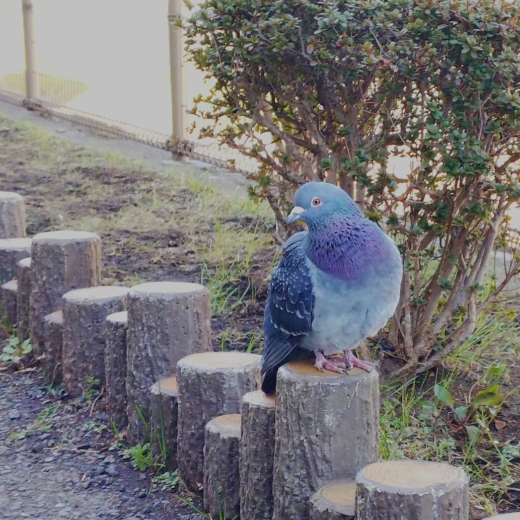 satoyuki tweet media