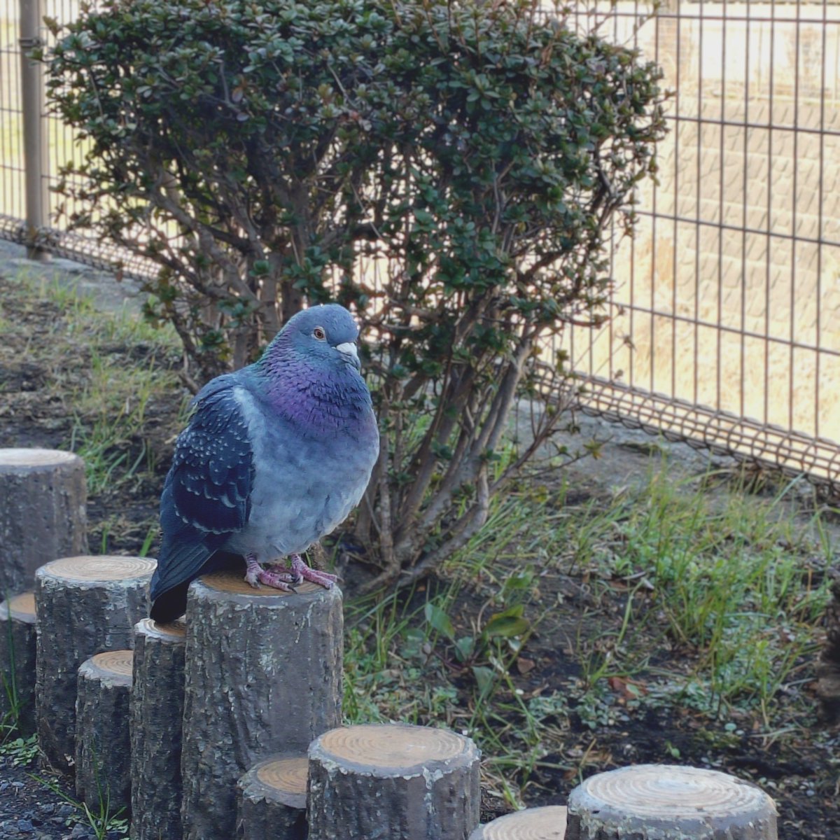 satoyuki tweet media