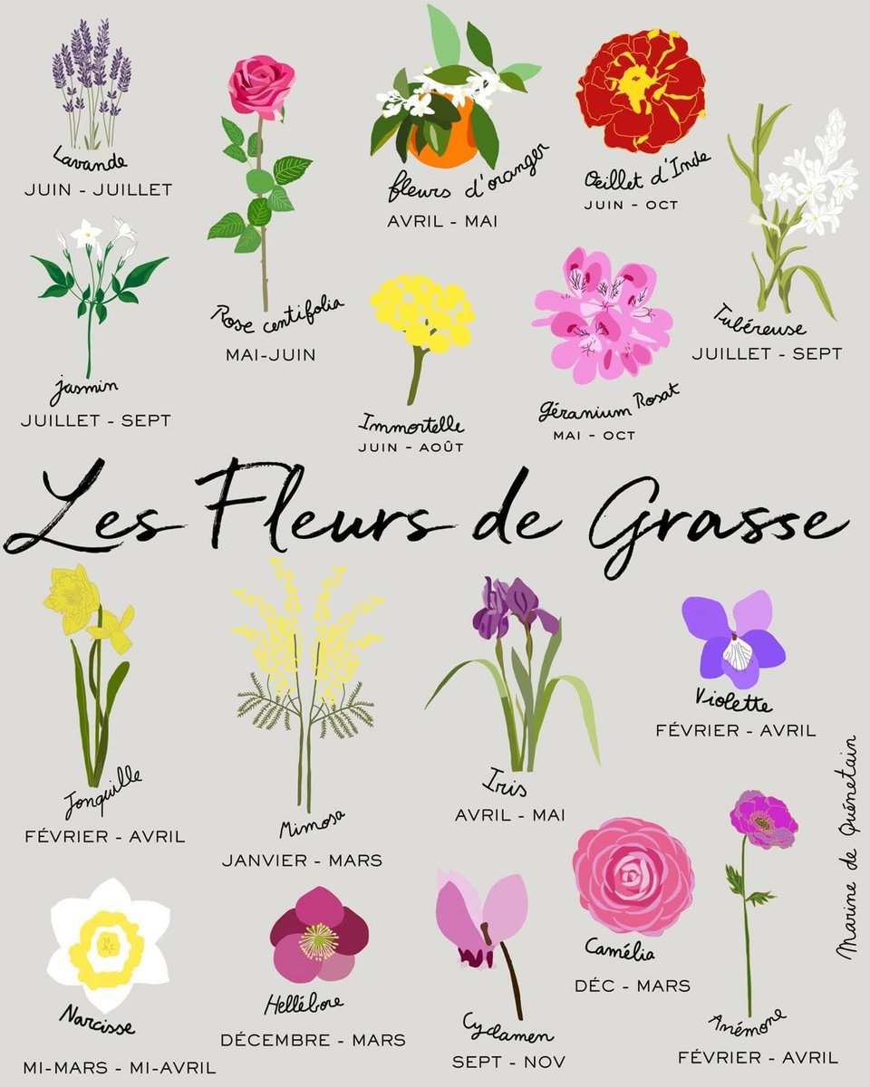schydlowski1's tweet photo. 🌹🌿À Grasse, le parfum s’écrit au rythme des saisons #FlowersPowers 🍃🌸💕
Jasmin en Mars ,Violettes au printemps, roses en mai, jasmin en juillet …Chaque fleur y a son heure de gloire cultivée avec passion dans la capitale mondiale du #parfum🧴💋
🎨🖌Marine De Quenetain https://t.co/pEN3eA7XXC