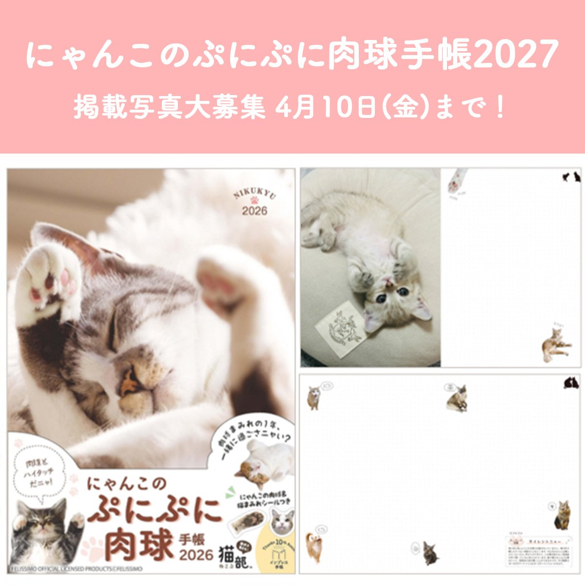 猫🐱写真募集中／／ 毎年ご好評いただいている「にゃんこのぷにぷに肉