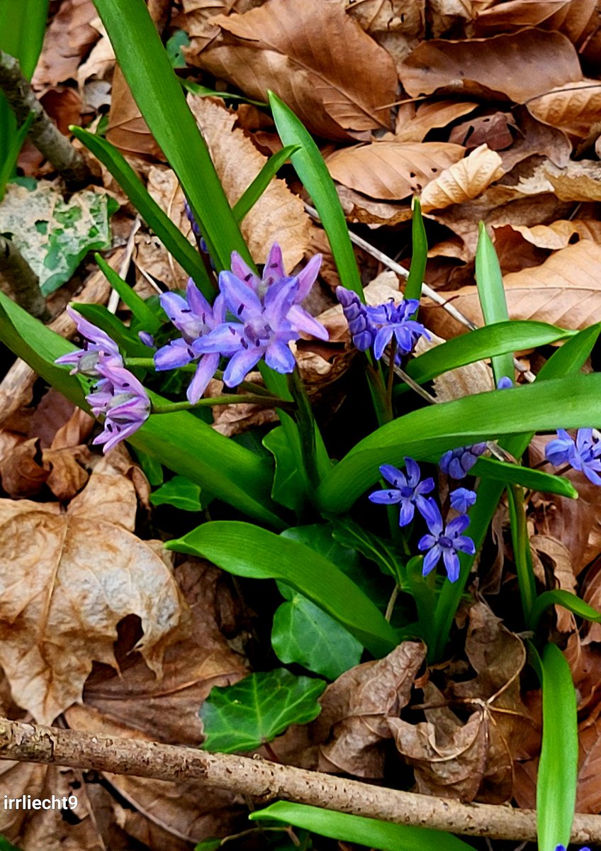 NitramSu's tweet photo. Willkommen März
Ich bin der März. Ich trage den Winter in mir und die Sonne vor mir. Ich lasse den Boden zerspringen und das Licht brechen. Am Ende werden einige es kaum noch aushalten und dann wird es Frühling. https://t.co/apP5l5EQTb