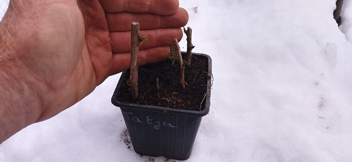 Guy De Kinder tweet media