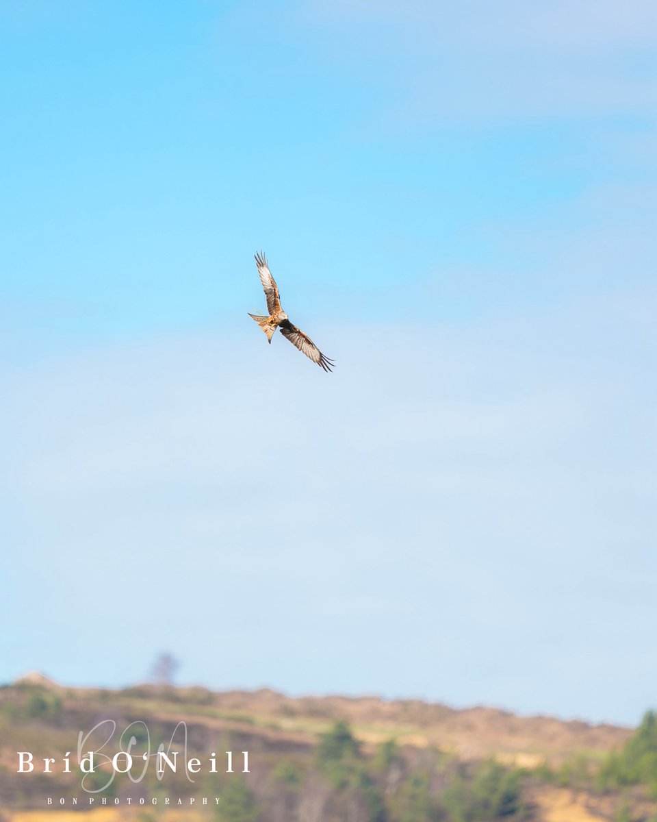 Bríd O'Neill (BON Photography) tweet media