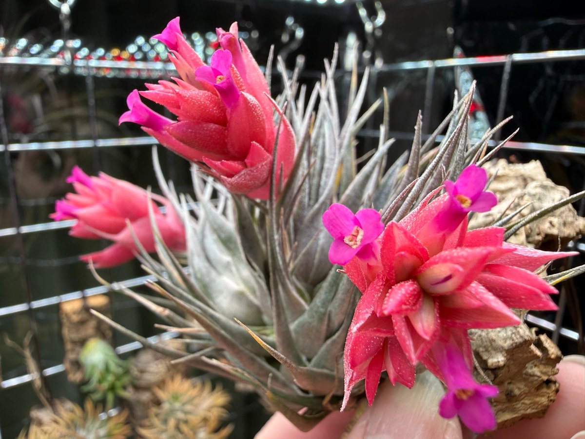 こちらはこのような個体なのだと思います。 大切に育てて下さり