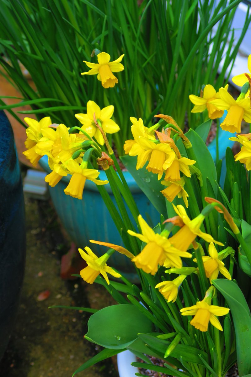 vanessa_c_clark's tweet image. #SundayYellow Happy #St.DavidsDay Pinch punch the first of the month. Have a great day, we’re out for a walk later on, I’ll be trying out my Nordic poles.