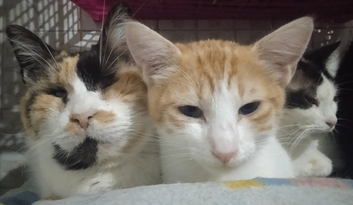 plutoni239's tweet photo. Bon dia amigues i amics ☕💖🍀🌸🐾 https://t.co/cDiXjyQn5O