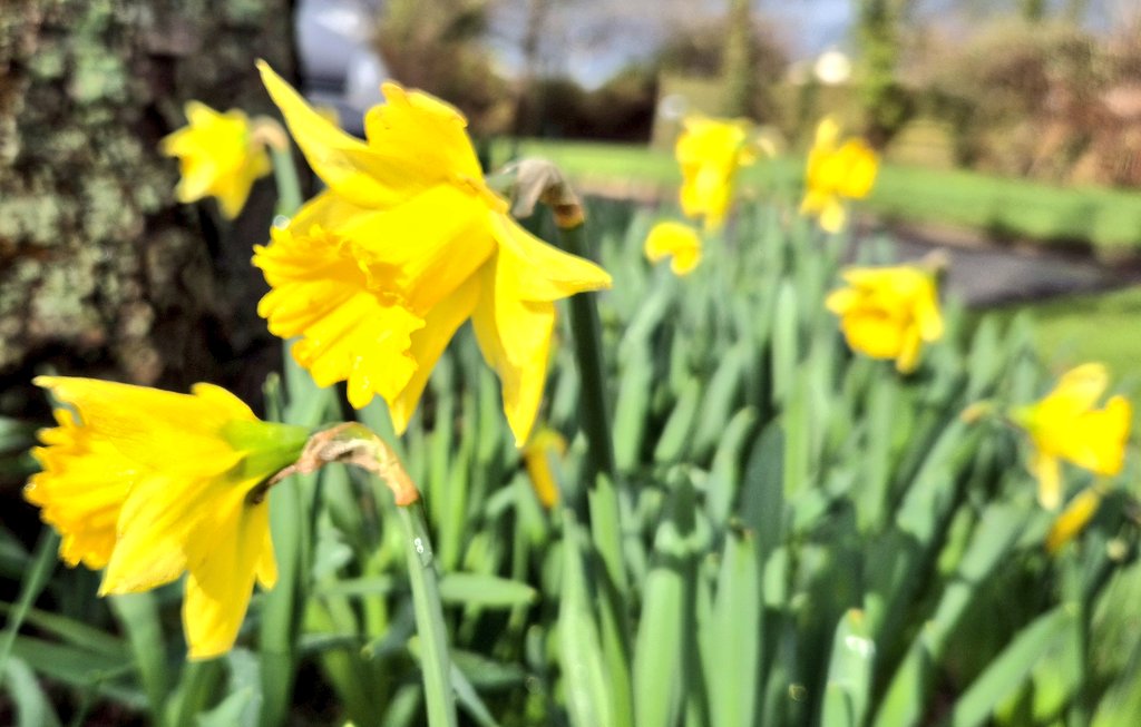 Ozymandiasdust's tweet image. "Daffodils,
That come before the swallow dares, and take
The winds of March with beauty."
#Shakespeare @HollowCrownFans #ShakespeareSunday