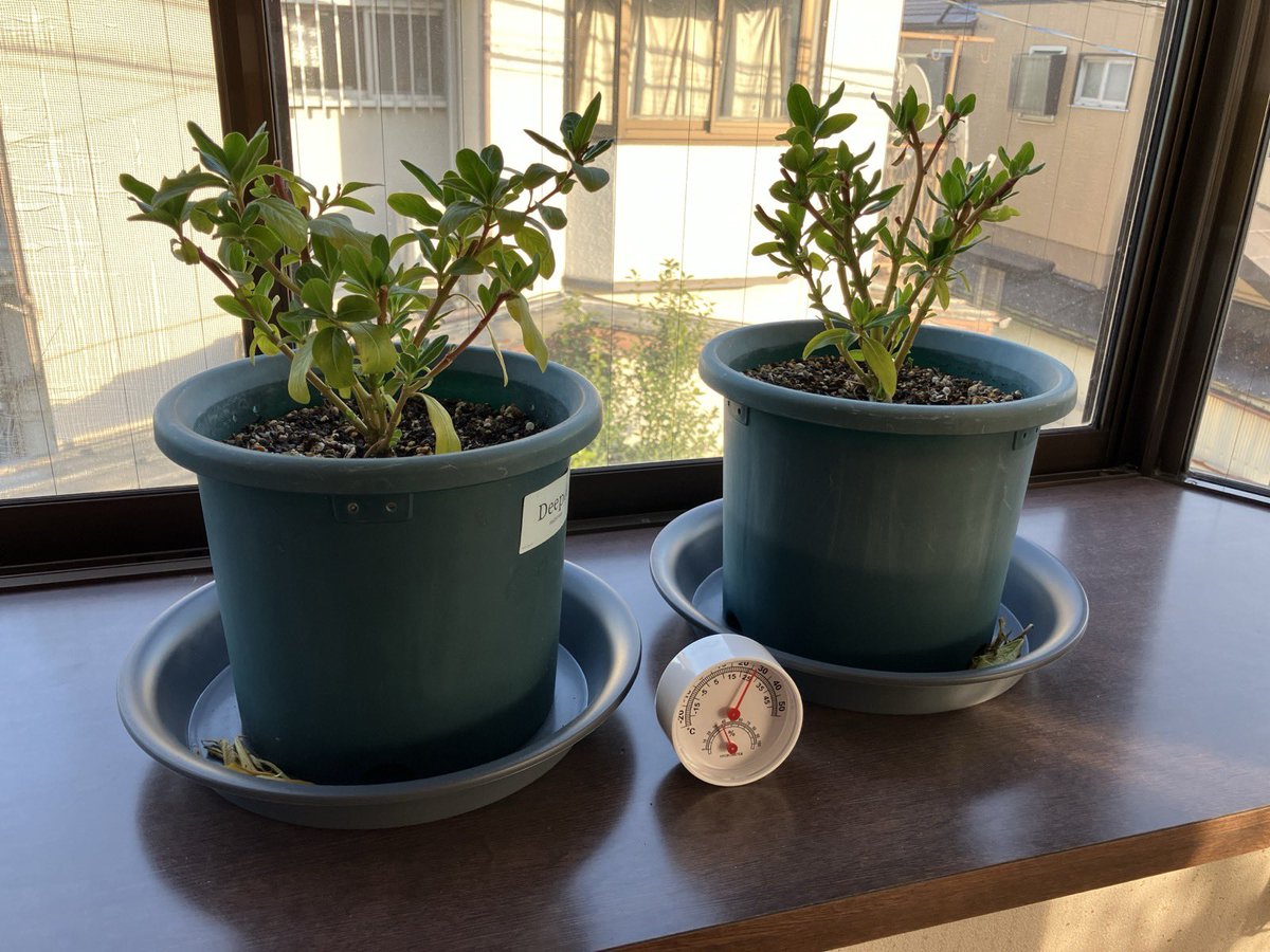 日々草と言えば夏の花　一年草の
イメージだけど部屋の中に置いとけば
冬越し出来るのだ😠