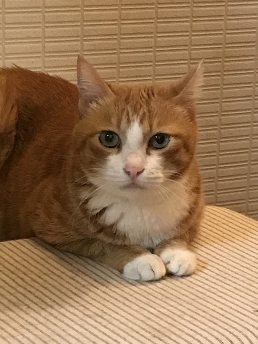 niyasuke1987's tweet photo. いつもお世話になっております。
真砂3丁目付近を中心に捜索、ポスティングしています。
お気付きの点がありましたらDMでお知らせください。
よろしくお願いします。  

#茶トラ #茶白 #保護猫 #迷子 #迷い猫 #千葉市 #美浜区 #稲毛区 #稲毛東 #高洲 #稲毛海岸 #稲毛 #稲毛町 #真砂 https://t.co/QOO4Blksq3