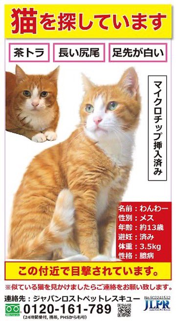 niyasuke1987's tweet photo. いつもお世話になっております。
真砂3丁目付近を中心に捜索、ポスティングしています。
お気付きの点がありましたらDMでお知らせください。
よろしくお願いします。  

#茶トラ #茶白 #保護猫 #迷子 #迷い猫 #千葉市 #美浜区 #稲毛区 #稲毛東 #高洲 #稲毛海岸 #稲毛 #稲毛町 #真砂 https://t.co/QOO4Blksq3