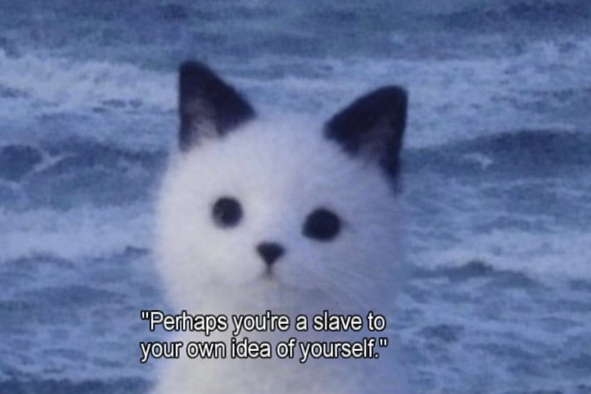 LiterallyMeCats (@literallymecats) on Twitter photo 