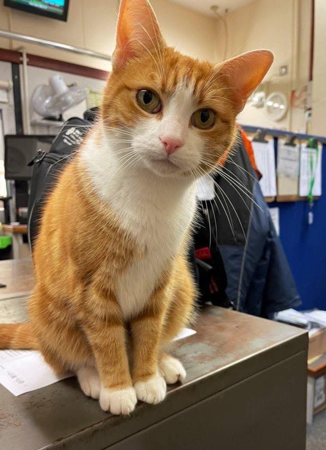 TheStourbridge's tweet photo. May March greet you like a quiet head-boop of reassurance.
May the world slow down, soften up,
and treat you with the kindness you deserve. https://t.co/U8ZDv5vqBv