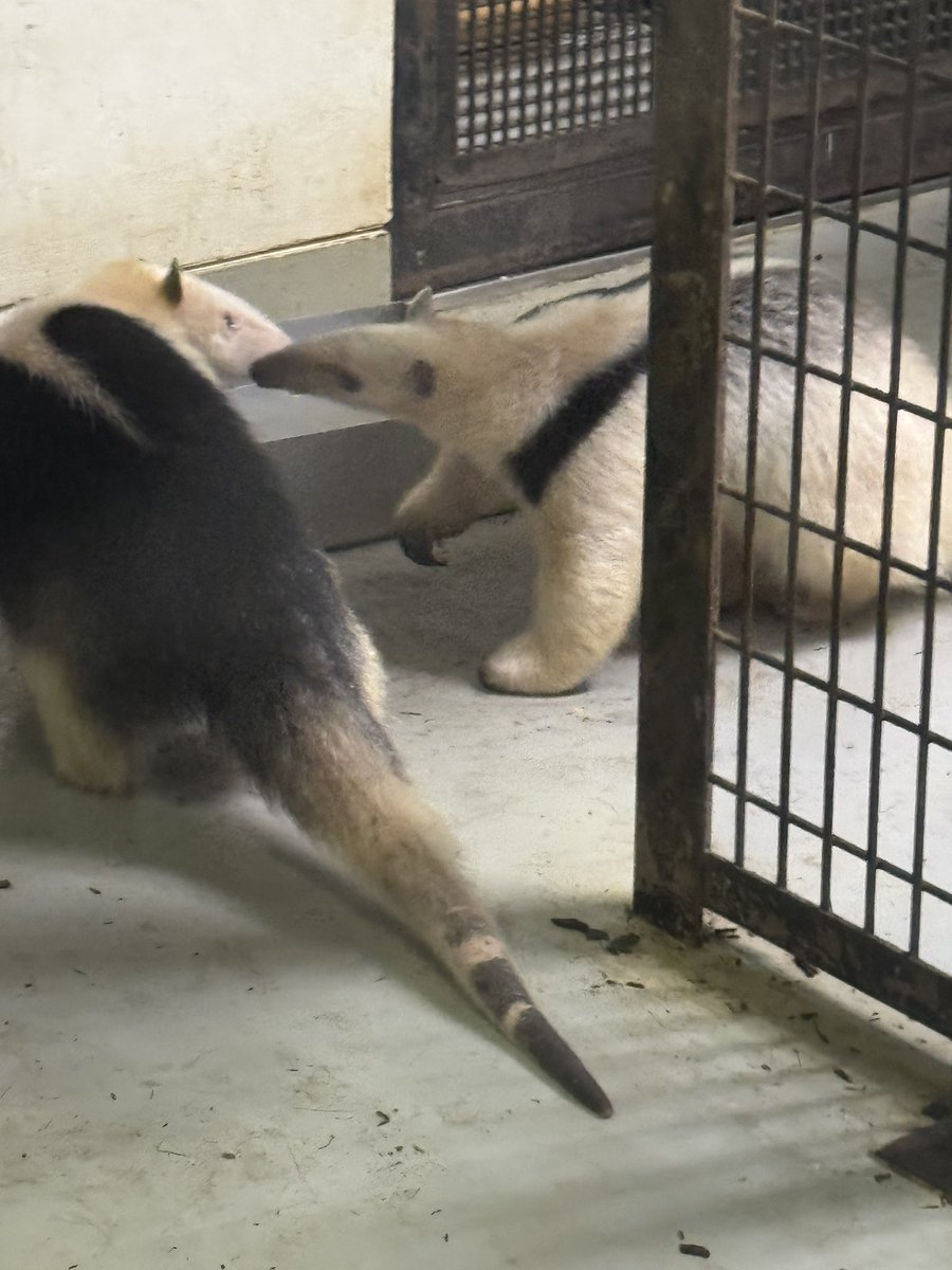 ほかほか湯どうふ定食 tweet media