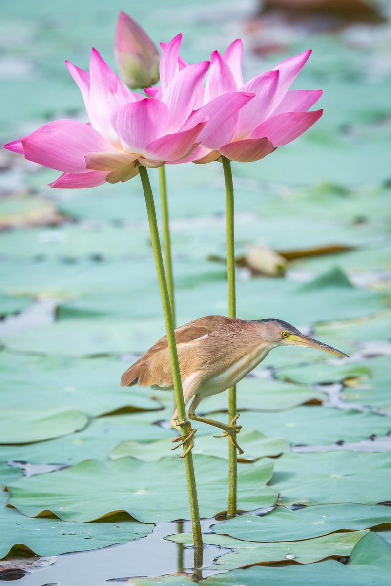 Yellow Bittern
#bird #nature #wildlife #animal #bittern #photography