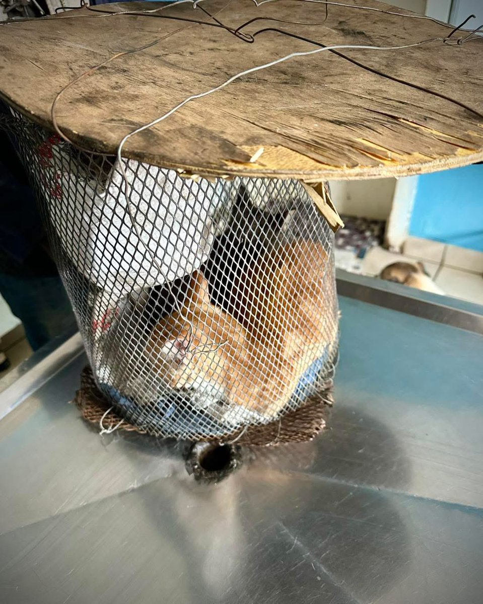 CLAW_Adoptions's tweet photo. Our local township Cat in the Hat. A resourceful Moses Ndlovu made this cat carrier to bring his 2 cats for their first vacs. Moses carried them on his head all the way. We arranged a more suitable carrier for the cats so that they would be comfortable and both cats were steri'd https://t.co/37pQwBOFAr