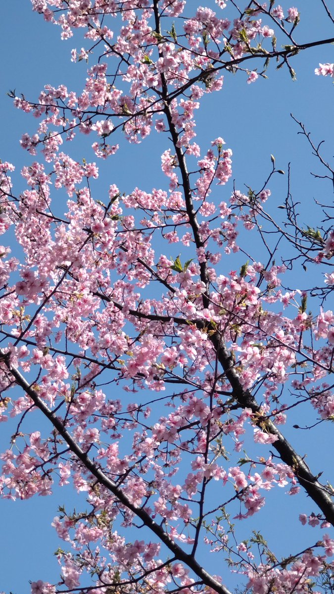 shinama_k's tweet photo. 春を感じる1日だった https://t.co/S4r4M1ZfvC
