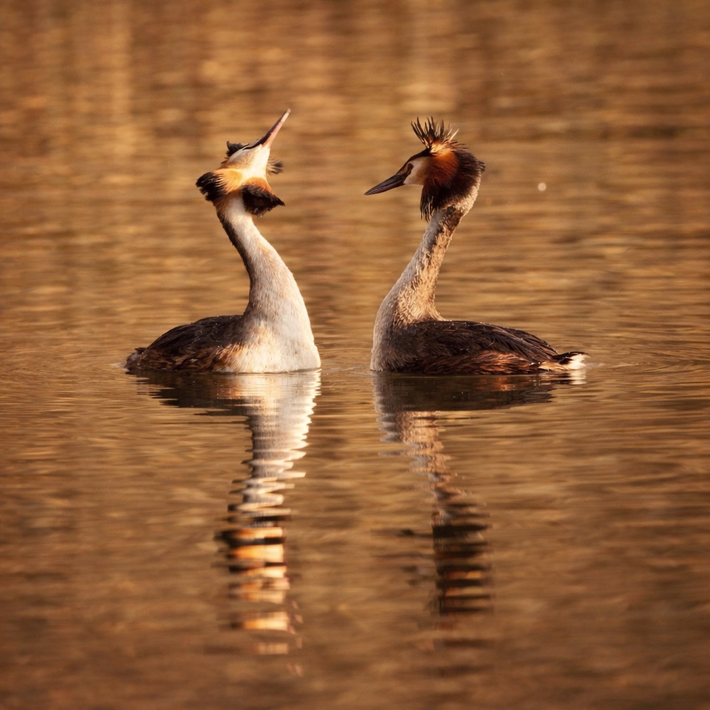 William Hulbert Photography tweet media