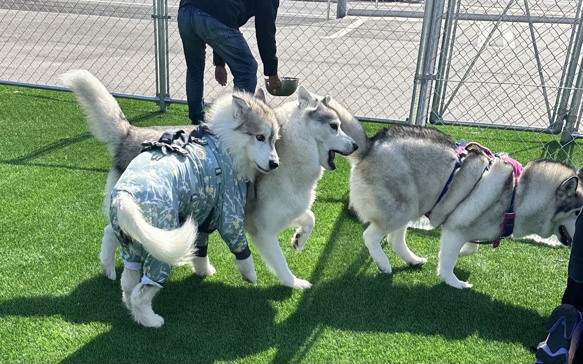 犬は急には止まれない💨