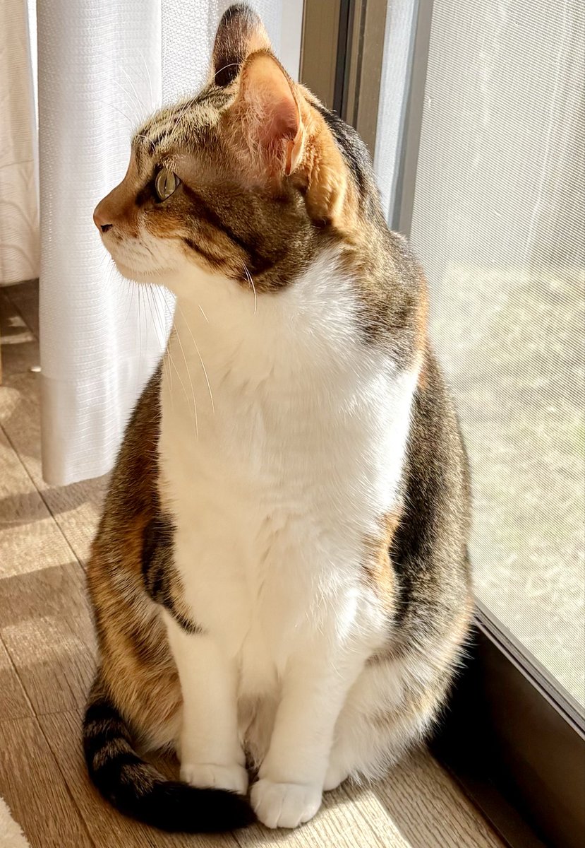 cat_uran's tweet photo. 日向ぼっこ好き😊
#cat #保護猫 #三毛猫 https://t.co/UQTIQBxaiB