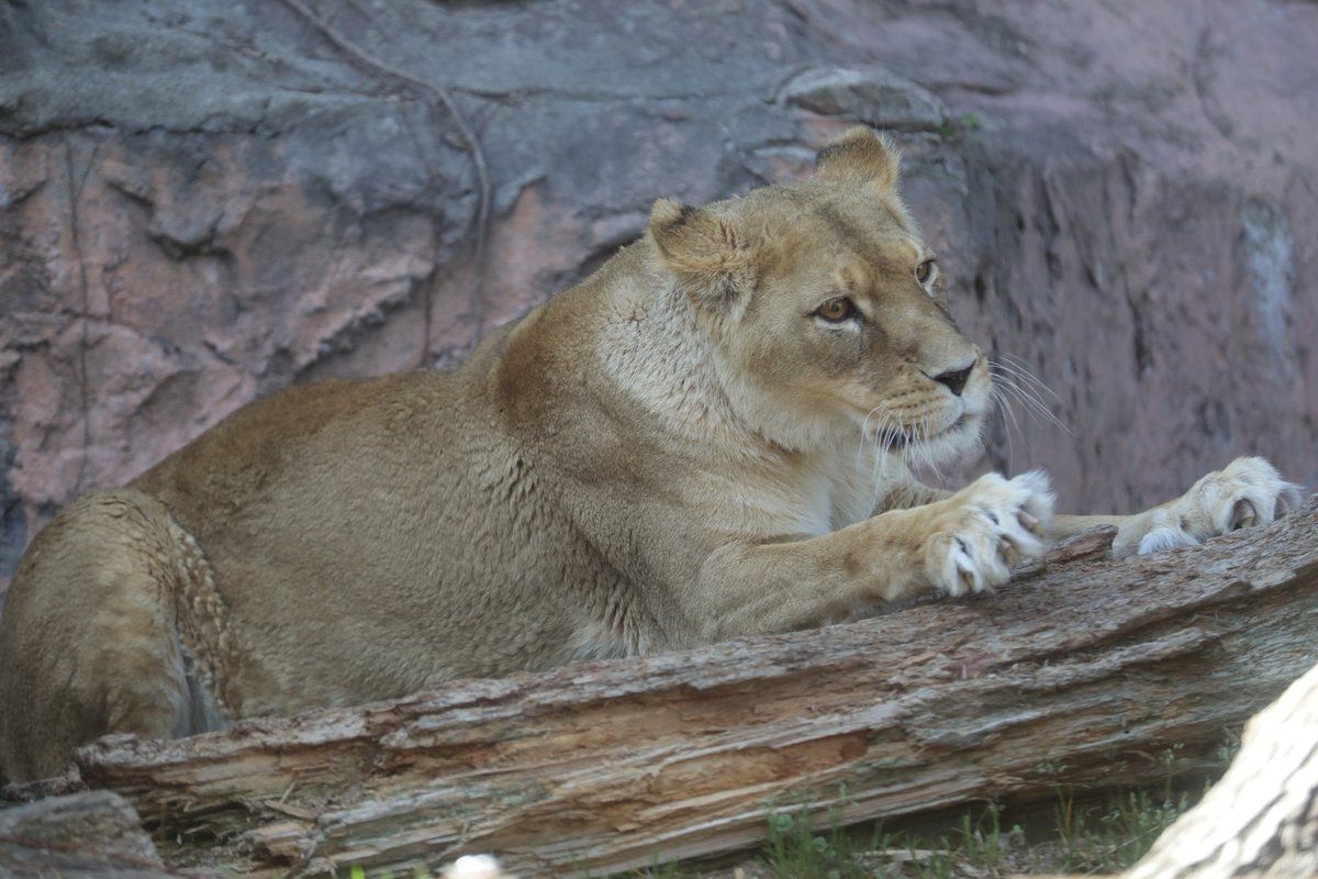 📷2026.3.1 #東山動植物園 #ライオン #ルナ
