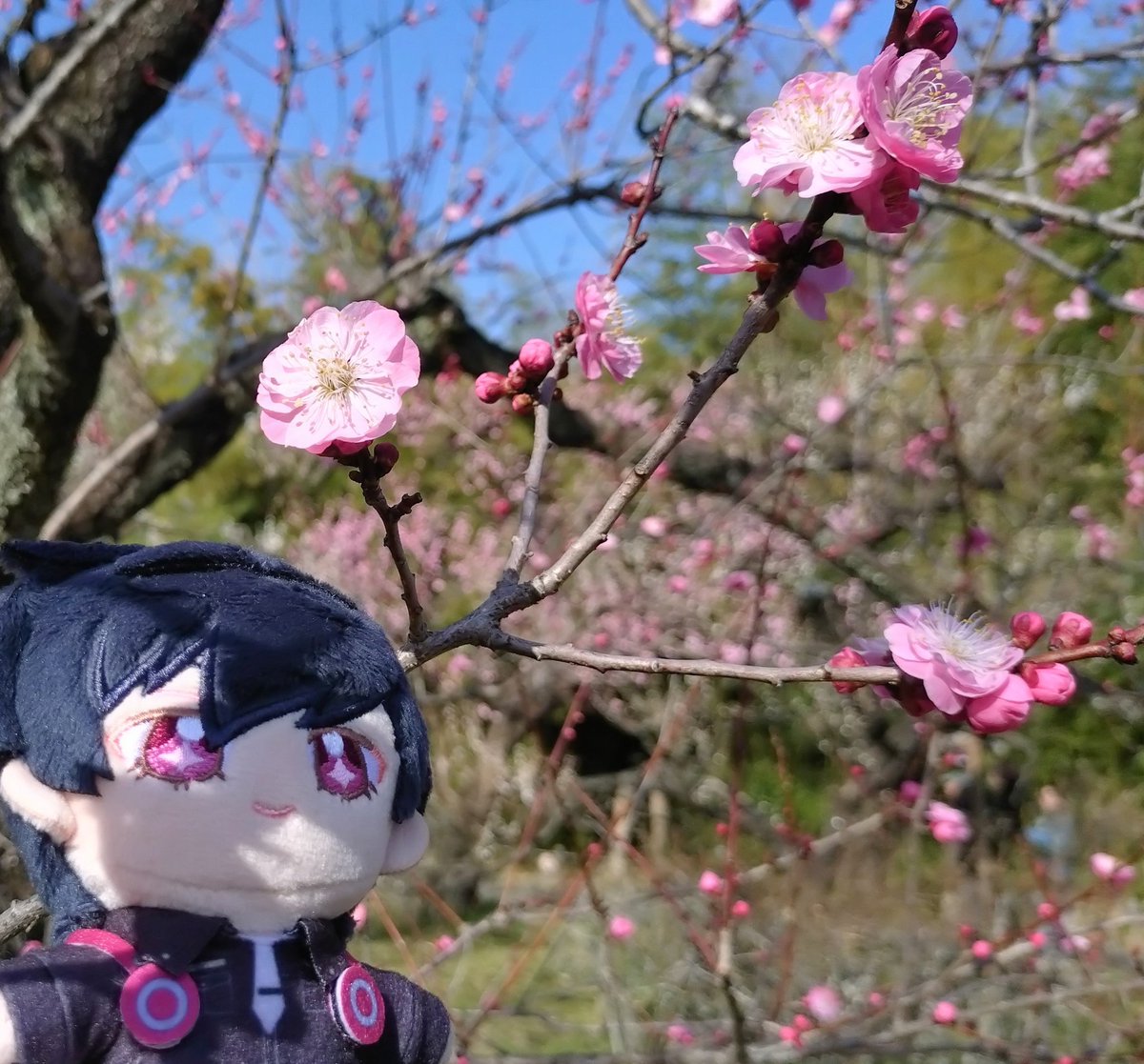 いつぬいちゃんと梅。おめめキラキラかわいいね🤗