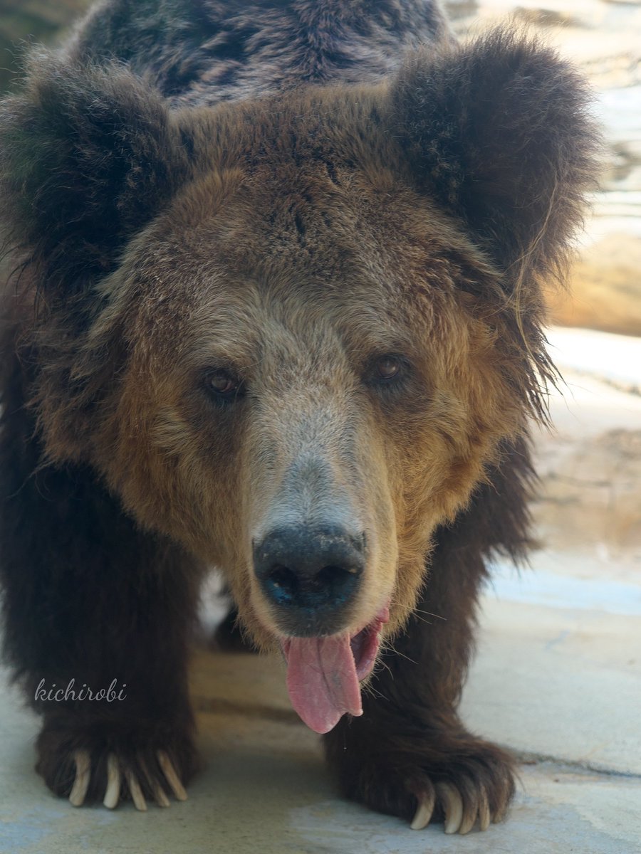 マーさん
安らかにお眠りください
長い間ありがとうございました

天国のタンちゃん
ミユキちゃん達によろしくね
 
#ウマグマ #チベットヒグマ
#マーさん #マー
#神戸市立王子動物園
 #王子動物園