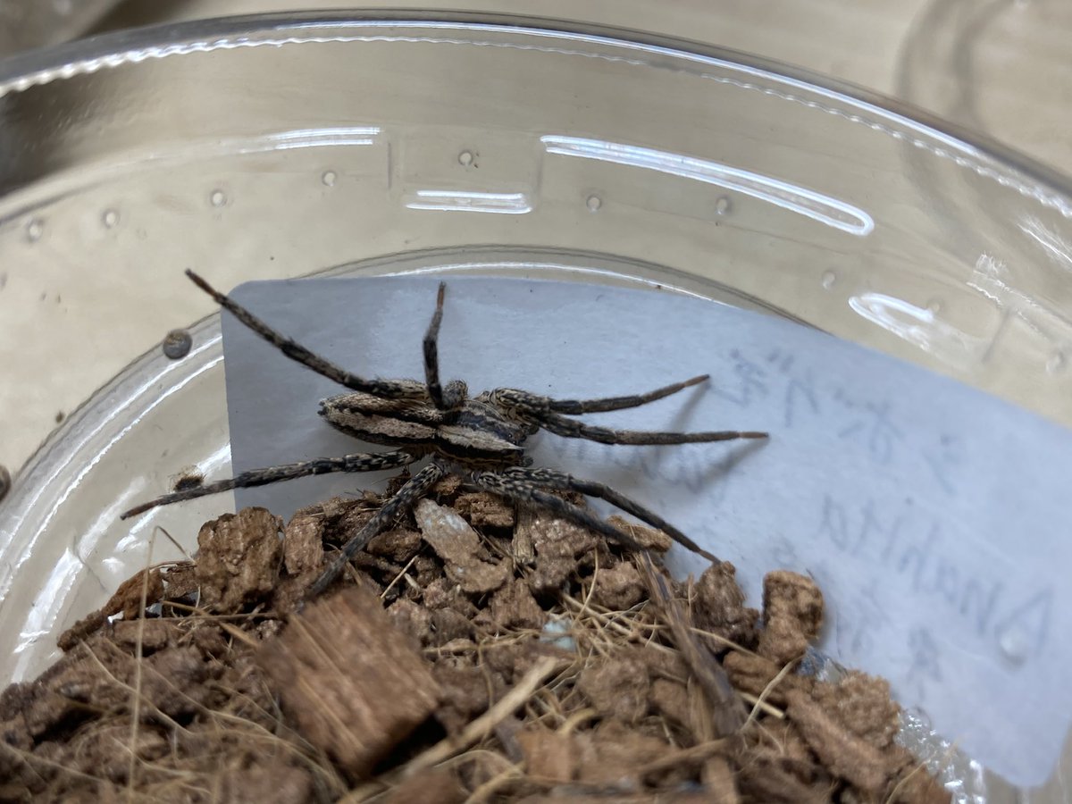 さっちゃん🐛🦂🕷 (@BugsLife3939) / Posts / X