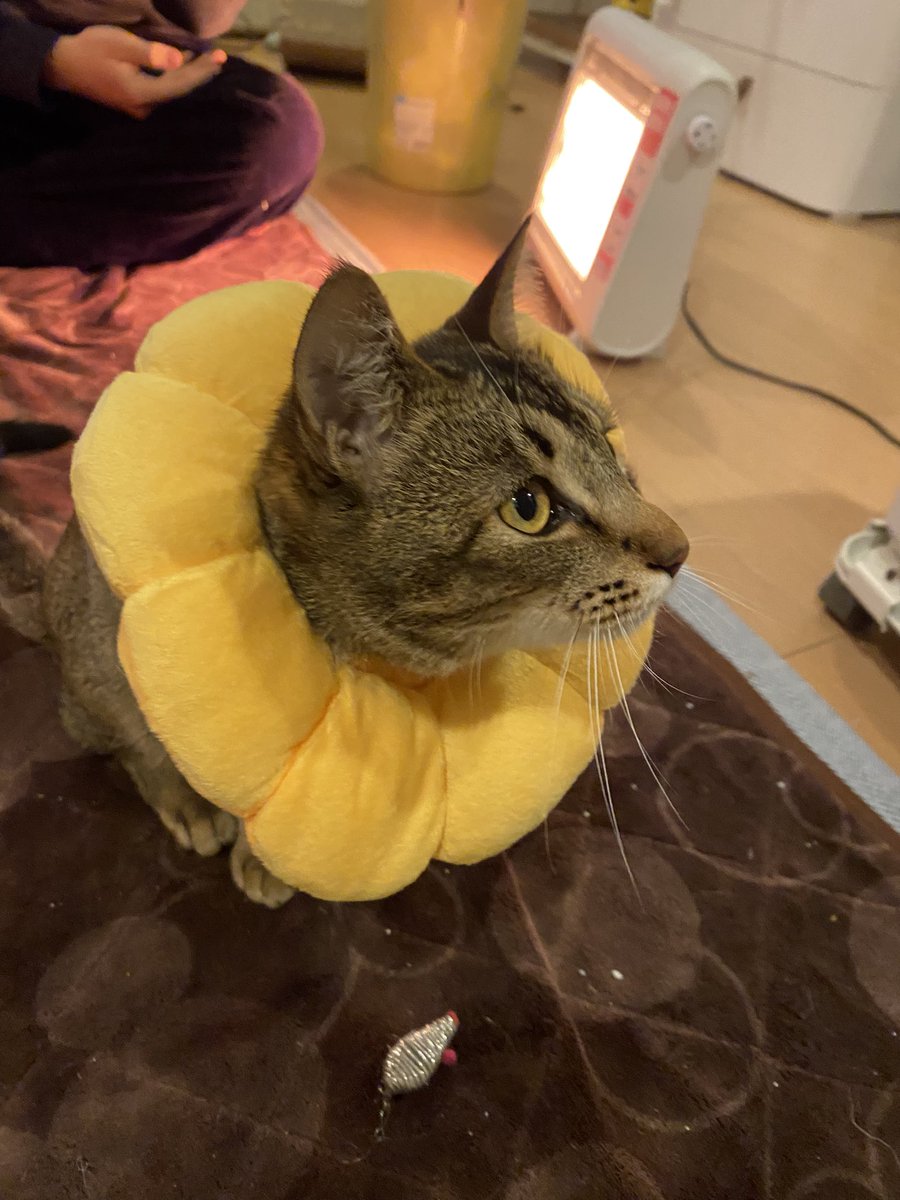 傷舐めてしまうんで Amazonで エリザベスカラー 買ったんだけど 大丈夫