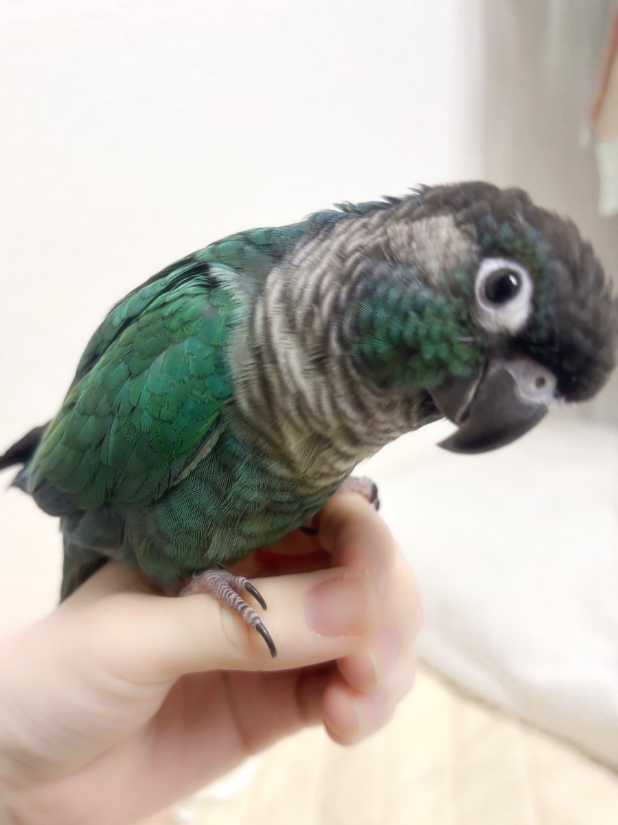 だて🌺🦆🌙 tweet media