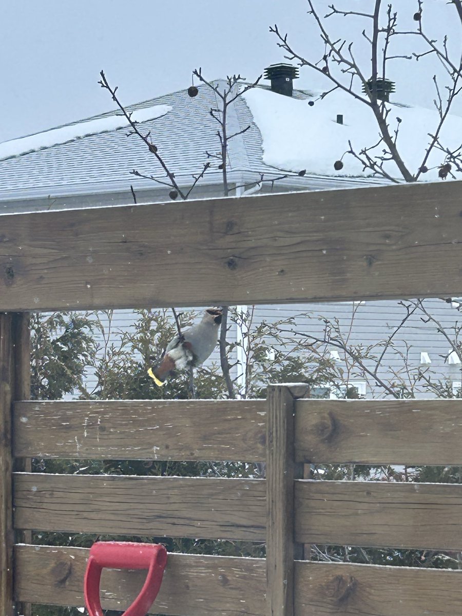 Locoman Lafleur ®️ tweet media