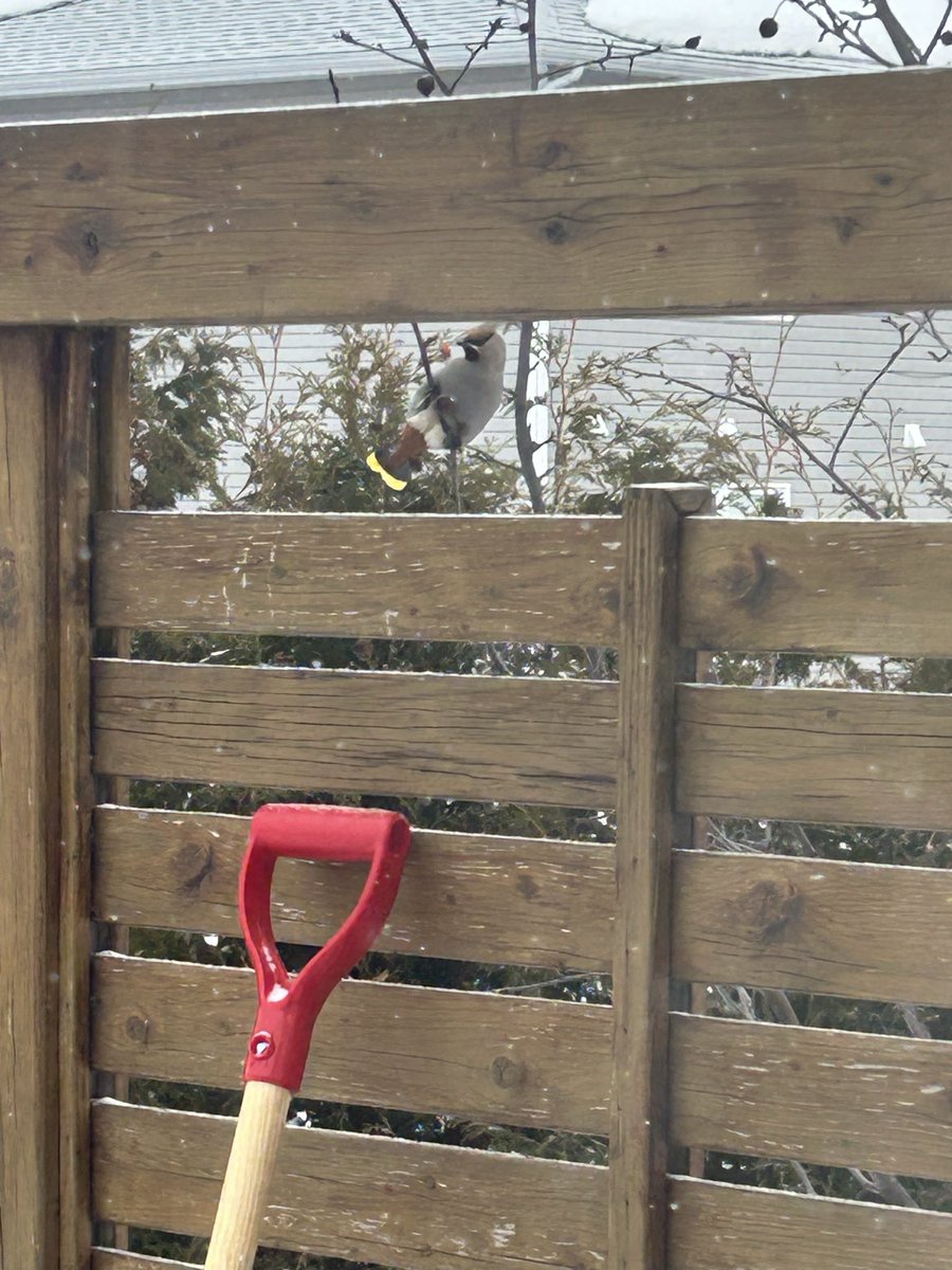 Locoman Lafleur ®️ tweet media