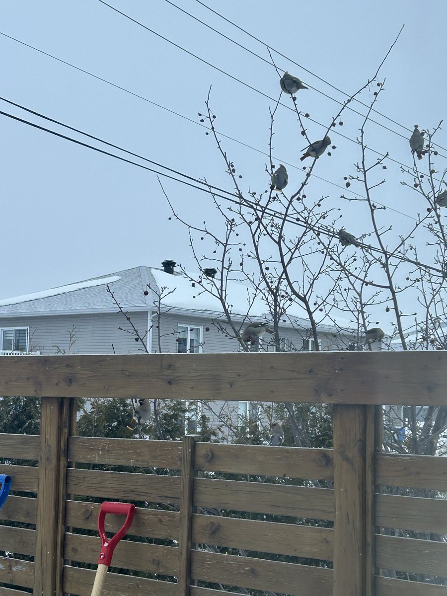 Locoman Lafleur ®️ tweet media