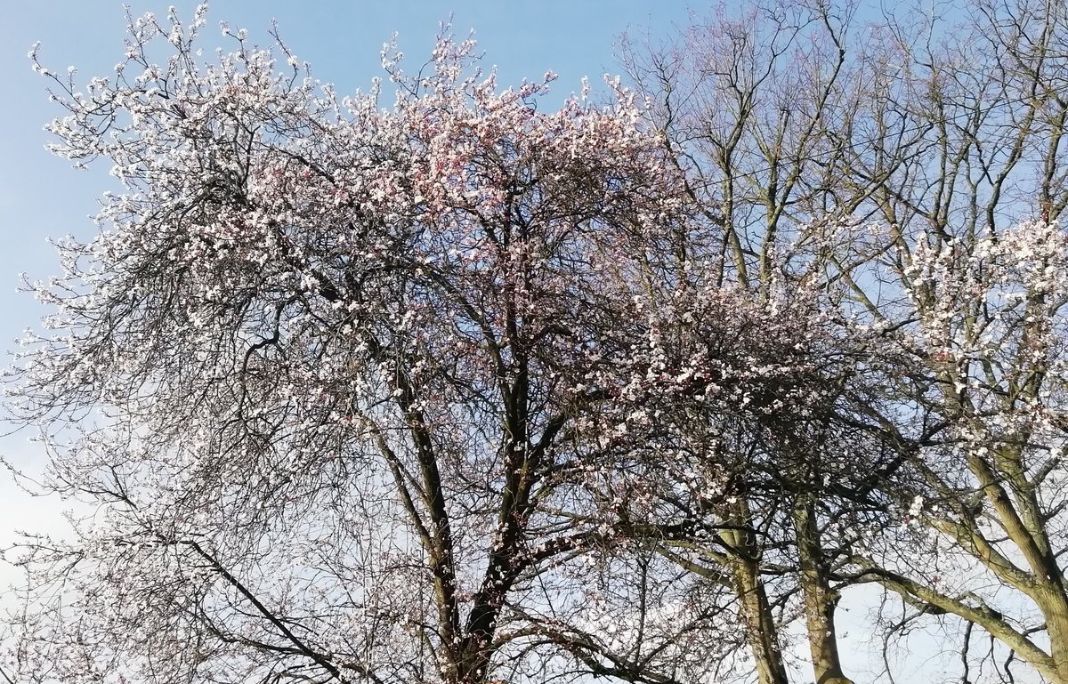 SA_Aslam_'s tweet photo. #March #blossom https://t.co/yG4DxDpm4Y