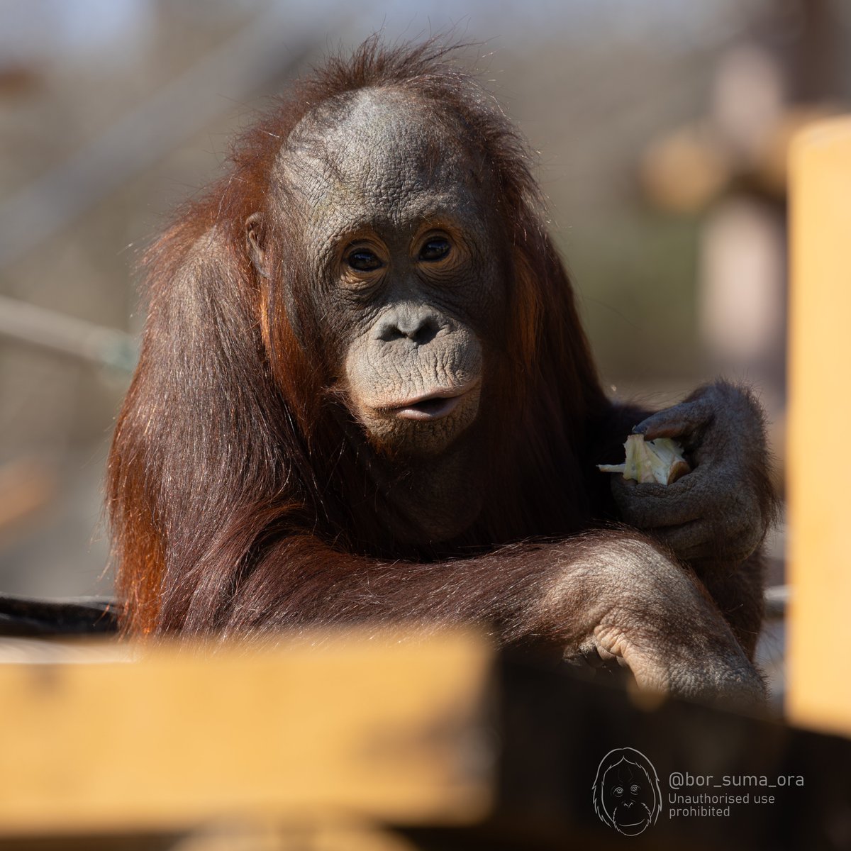 bor_suma_ora's tweet image. #Hoppy   Relaxing with a snack. 🍌 So adorable!
#ホッピー おやつでリラックス中。かわいすぎる！

#多摩動物公園のボルネオオランウータン　#bornean_orangutans_at_tama_zoo